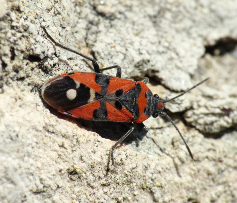 Lygaeidae: Lygaeus equestris  